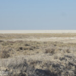 Vue sur le pan à Okondeka, Etosha
