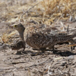 Ganga bibande femelle et jeune, Etosha