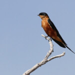 Hirondelle à ventre roux, Etosha