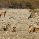 Lionne et lionceaux, Rietfontein, Etosha