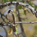 Eurocéphale à couronne blanche, Halali, Etosha
