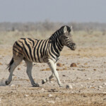 Zèbre de plaine, Ozonjuitji m'Bari, Etosha