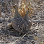 Famille de Ganga bibande , Etosha