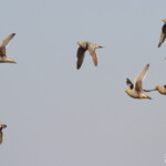 Ganga namaqua, Ozonjuitji m'Bari, Etosha