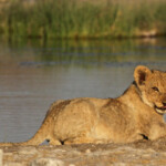 Lionceau, Rietfontein, Etosha