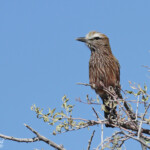 Rollier pourpre, Etosha