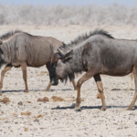 Gnou bleu, Ozonjuitji m'Bari, Etosha