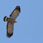 Gymnogène, Etosha