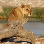 Lionne, Rietfontein, Etosha