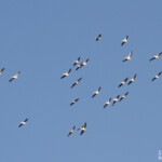 Pélicans blancs, Etosha