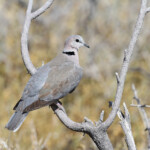Tourterelle du Cap, Etosha