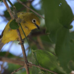Zosterops jaune, Namutoni, Etosha