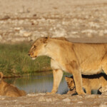 Lionne et lionceaux, Rietfontein, Etosha