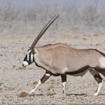 Oryx, Ozonjuitji m'Bari, Etosha