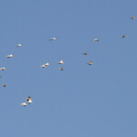 Pélicans blancs, Etosha