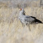Secrétaire, Etosha