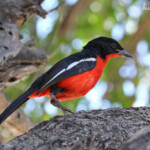 Gonolek rouge et noir, Namutoni, Etosha