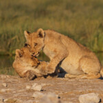 Lionceaux, Rietfontein, Etosha