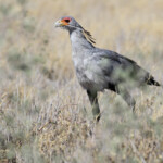 Secrétaire, Etosha