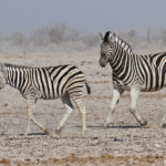 Zèbres de plaine, Ozonjuitji m'Bari, Etosha