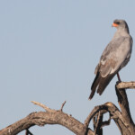 Autour chanteur, Etosha