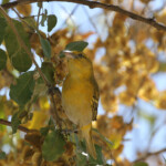 Tisserin intermédiaire, Namutoni, Etosha