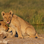 Lionceaux, Rietfontein, Etosha