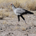 Secrétaire, Etosha