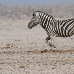 Zèbre de plaine, Ozonjuitji m'Bari, Etosha