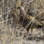 Ganga de Burchell, Etosha