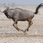 Gnou bleu, Ozonjuitji m'Bari, Etosha