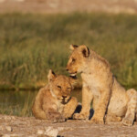 Lionceaux, Rietfontein, Etosha