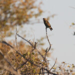 Perroquet de Meyer, Kalhheuwel, Etosha