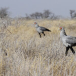 Secrétaire, Etosha
