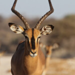 Impala à face noire, Etosha