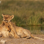Lionceaux, Rietfontein, Etosha