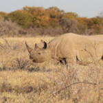 Rhinocéros noir, Etohsa