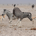 Zèbres de plaine, Ozonjuitji m'Bari, Etosha
