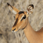 Impala à face noire, Etosha