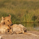 Lionceaux, Rietfontein, Etosha