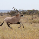 Oryx, Etosha