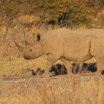 Rhinocéros noir, Etohsa