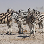 Zèbres de plaine, Ozonjuitji m'Bari, Etosha