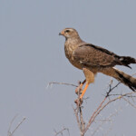 Jeune autour chanteur, Etosha