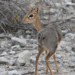 Dik-Dik près de Namutoni, Etosha