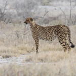 Guépard, Etosha