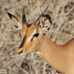 Impala à face noire, Etosha