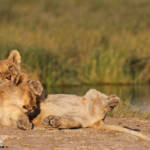 Lionceaux, Rietfontein, Etosha