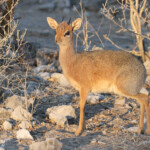 Dik dik, Etosha