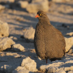 Francolin à bec rouge, Etosha